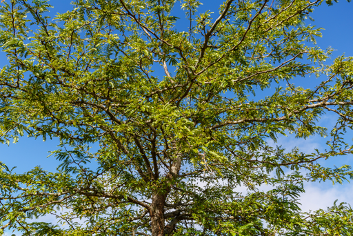 Trucs et astuces pour permettre à votre arbre de grandir en santé
