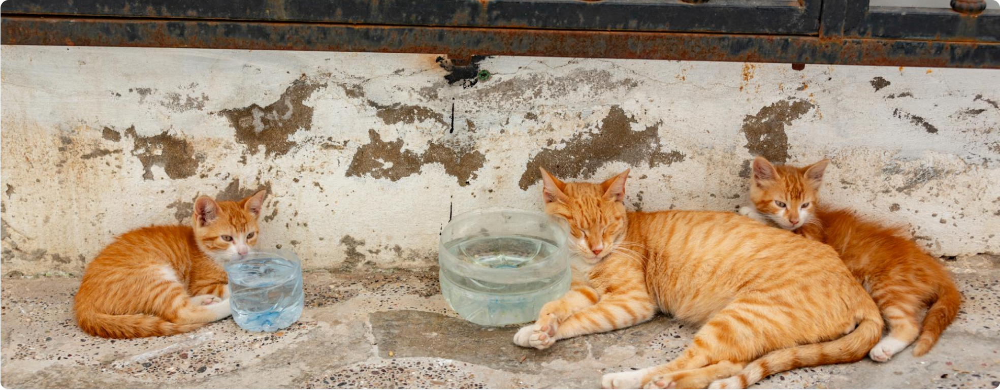 Par temps chaud, évitez un coup de chaleur à vos animaux!