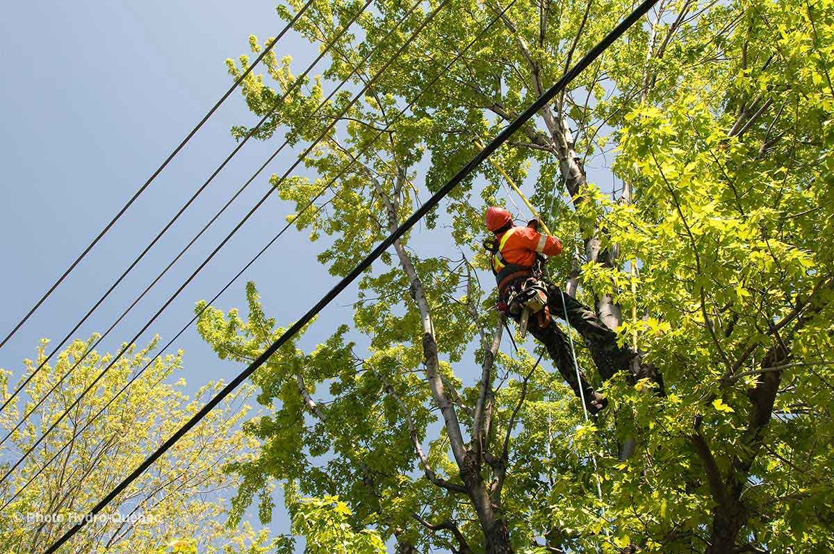 Maîtrise de la végétation par Hydro-Québec – Outils et références